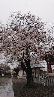 桜が八分咲きです